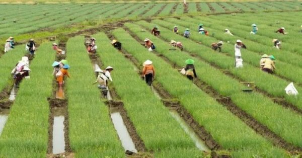 Pertanian Organik (1) : Ayo Kembangkan Budidaya Pertanian Terpadu Berbasis Organik