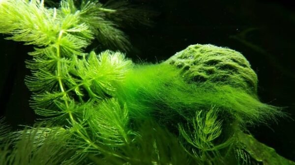 Budidaya Algae untuk Membuat Nutrisi Super (Super Fit) bagi Pertanian Organik