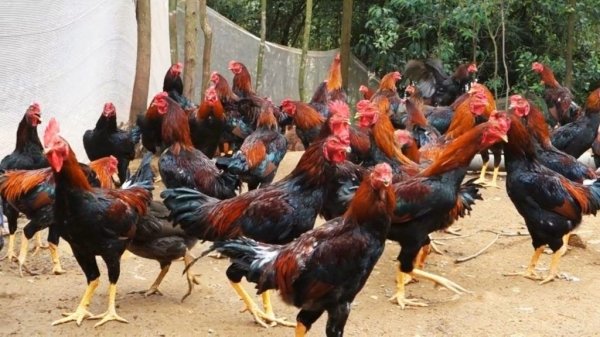 Peternakan Organik (1) : Bisakah Kaya Raya dari Ayam Kampung Organik?