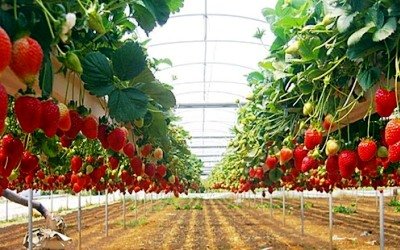 Pertanian Organik (8) : Membuat Pupuk Horti Organik untuk Tanaman Buah