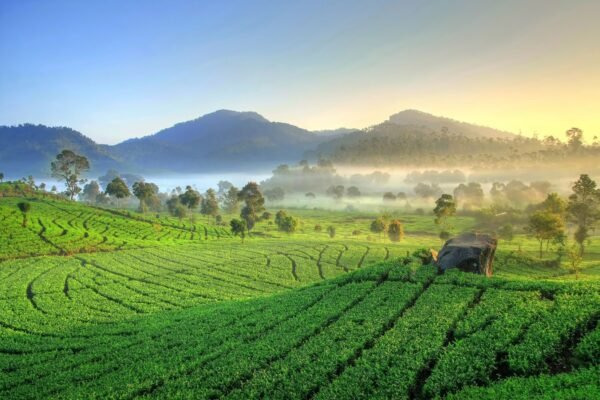 Pertanian Organik (7) : Membuat Pupuk KCl Organik