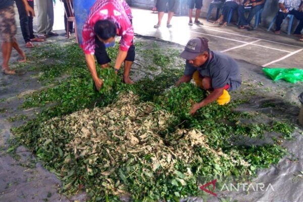 Peternakan Organik (2) : Membuat Pakan Fermentasi untuk Ayam Kampung Organik