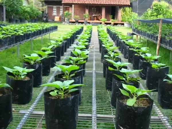 Petani Milenial, Menanam Padi Organik di Polibag