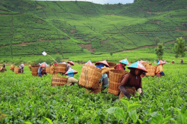 Pertanian Organik (6) : Pupuk Perangsang Buah (K) Organik